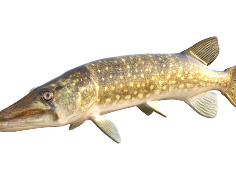 Peixe Pickerel de corrente Modelo 3D