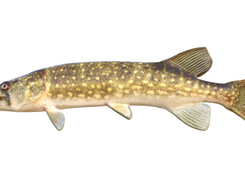 Peixe Pickerel de corrente Modelo 3D
