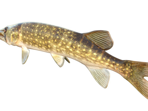 Peixe Pickerel de corrente Modelo 3D