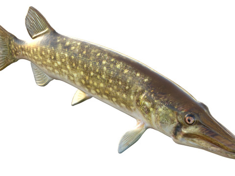 Peixe Pickerel de corrente Modelo 3D