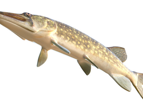 Peixe Pickerel de corrente Modelo 3D