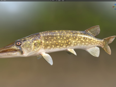 Peixe Pickerel de corrente Modelo 3D