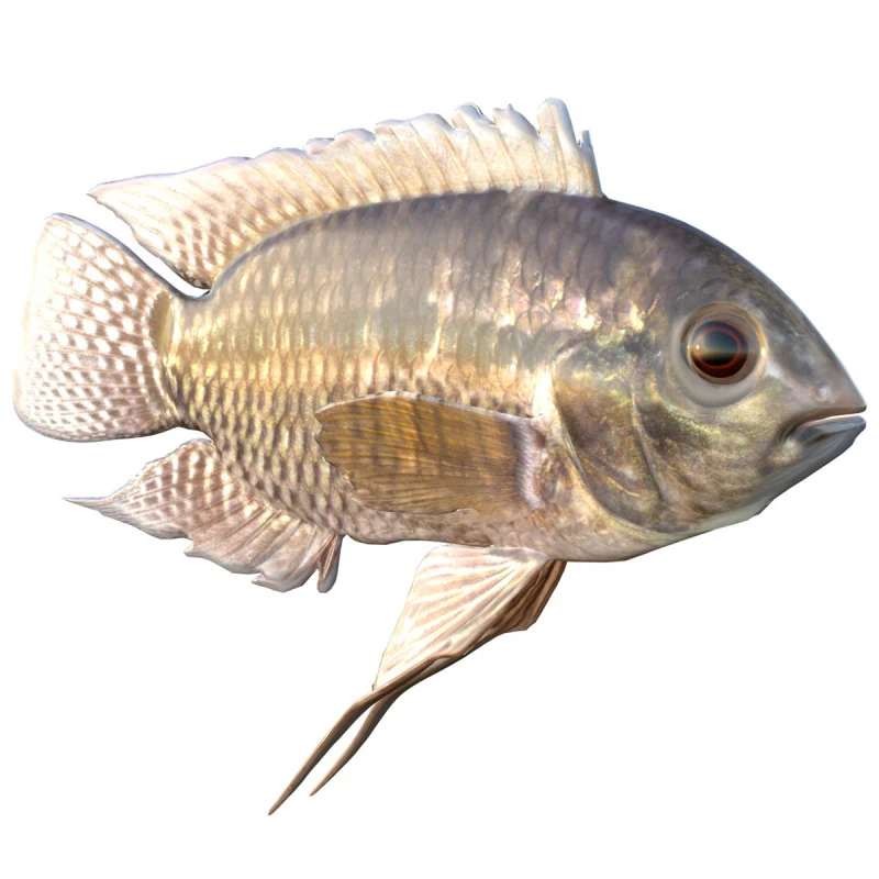 Chanchita fish 3D Model .c4d .max .obj .3ds .fbx .stl .blend 