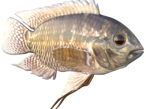 Chanchita fish 3D Model