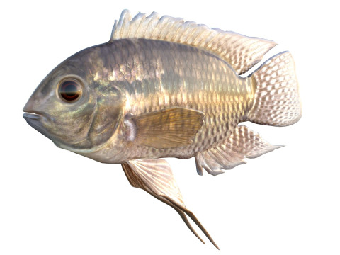 찬치타 물고기 3D 모델