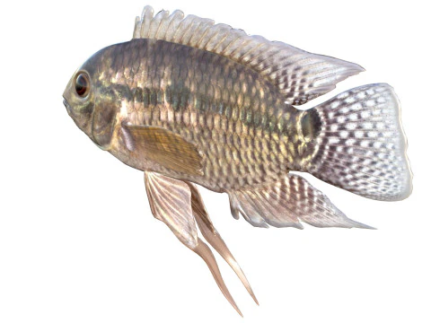 Chanchita fish 3D Model