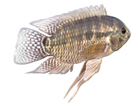 Chanchita fish 3D Model
