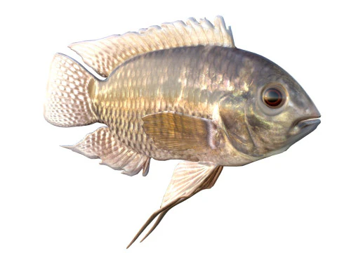 Chanchita fish 3D Model