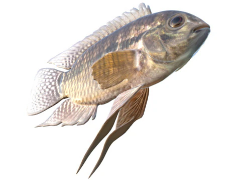 Chanchita fish 3D Model