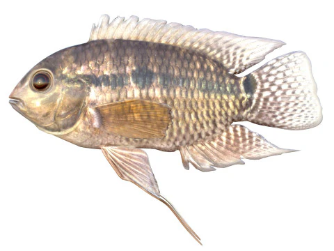 Chanchita fish 3D Model