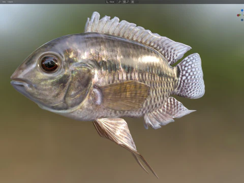 Chanchita fish 3D Model