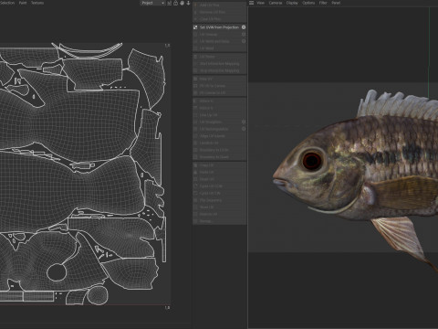 찬치타 물고기 3D 모델