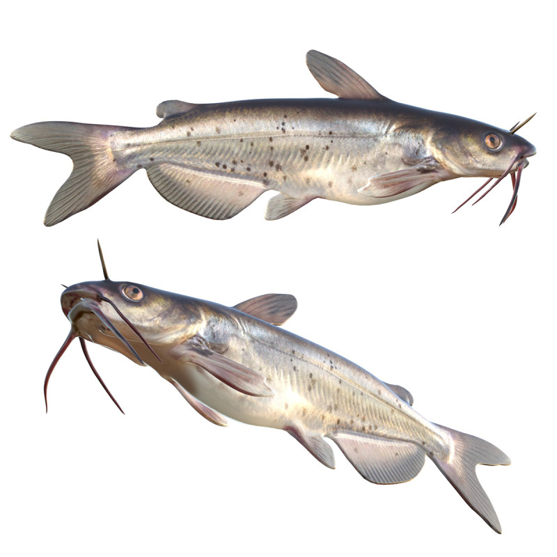 Channel Catfish 3D Model .c4d .max .obj .3ds .fbx .stl .blend 