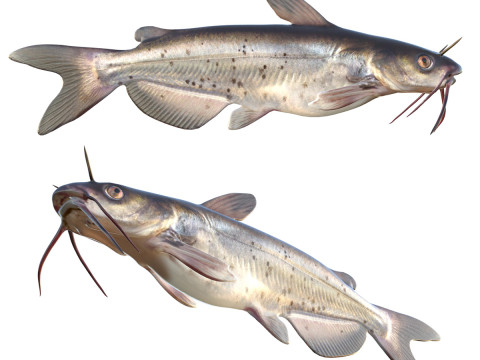 Saluran Lele Model 3D