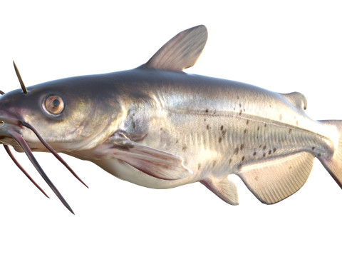 Channel Catfish 3D Model