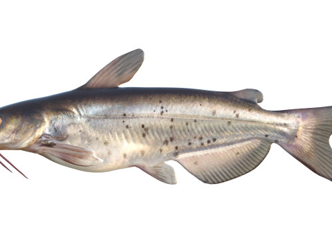 Channel Catfish 3D Model