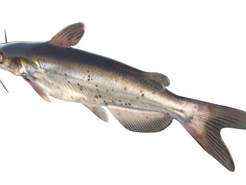 Channel Catfish 3D Model