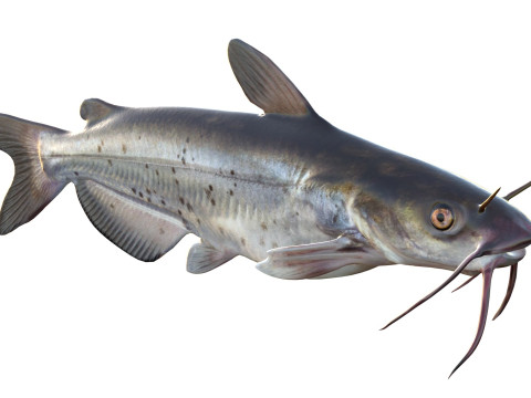 Channel Catfish 3D Model