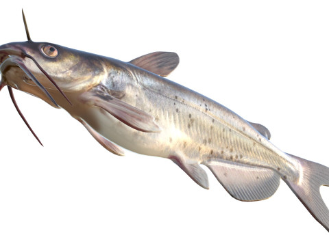 Channel Catfish 3D Model