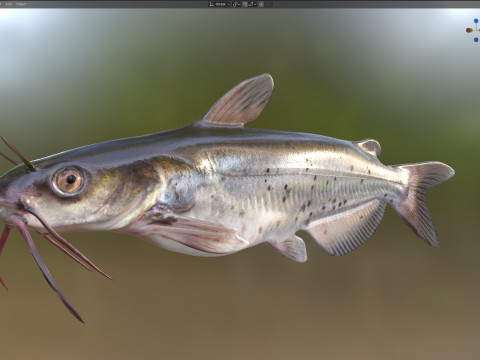 Channel Catfish 3D Model