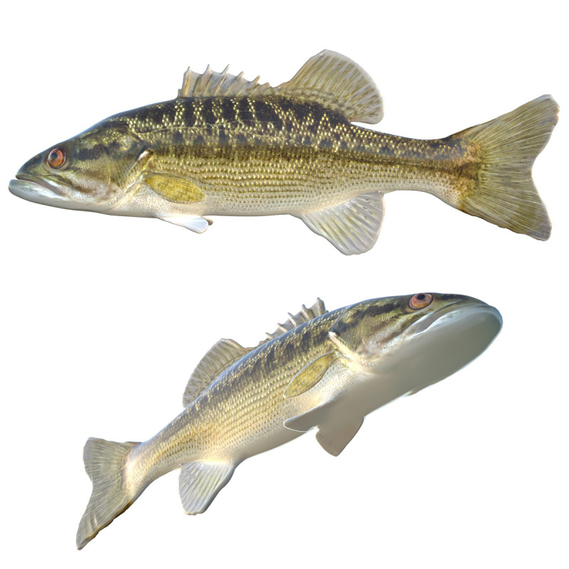 乔克托巴斯鱼 3D 模型 .c4d .max .obj .3ds .fbx .stl .blend 