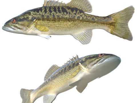 चोक्टाव बास मछली 3D मॉडल