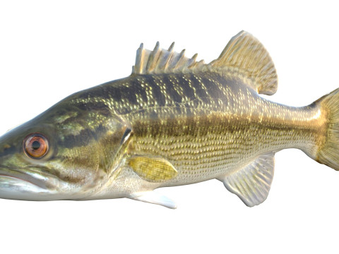 乔克托巴斯鱼 3D 模型