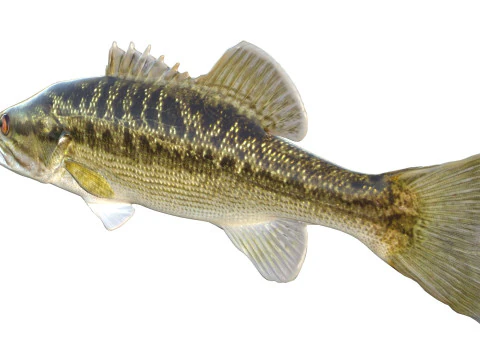 Choctaw Bass fish 3D Model