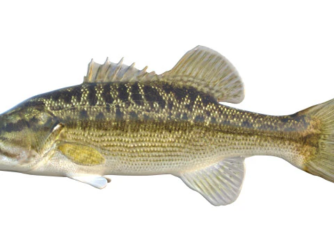 Choctaw Bass fish 3D Model