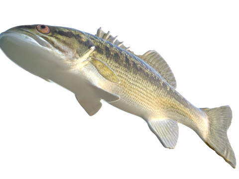 乔克托巴斯鱼 3D 模型