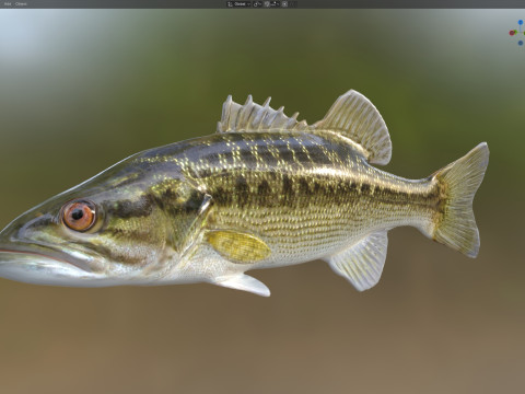 乔克托巴斯鱼 3D 模型