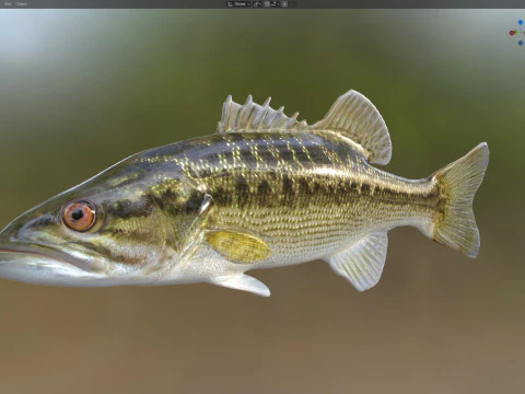 Choctaw Bass fish 3D Model