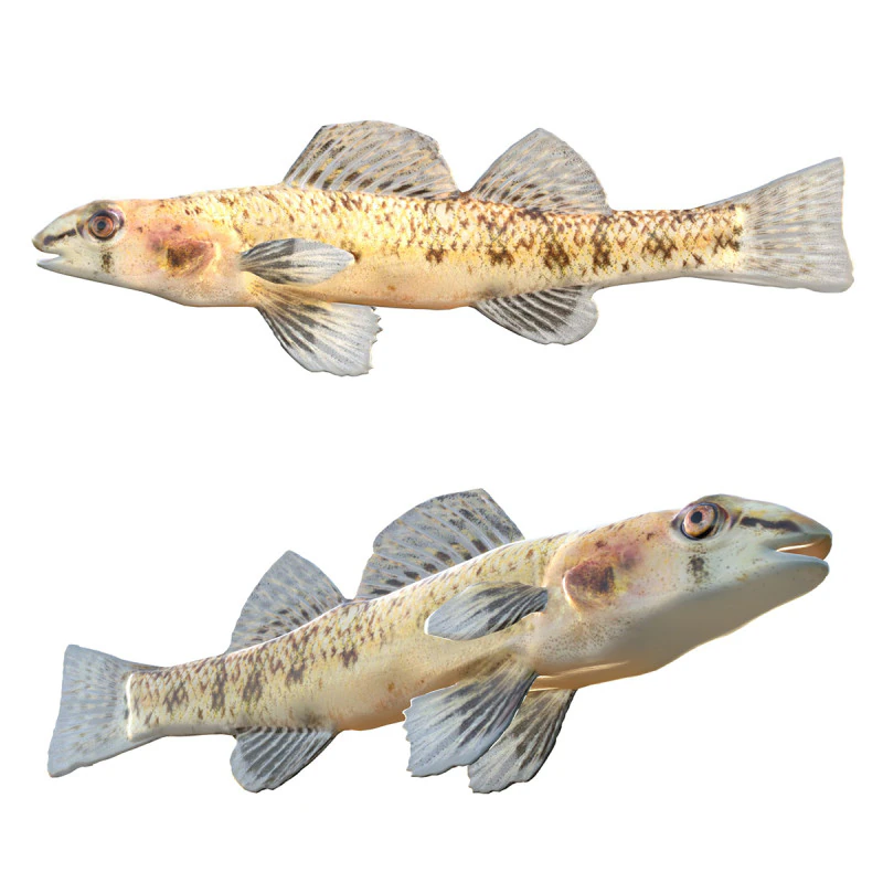 Choctawhatchee Darter fish 3D Model .c4d .max .obj .3ds .fbx .stl .blend 