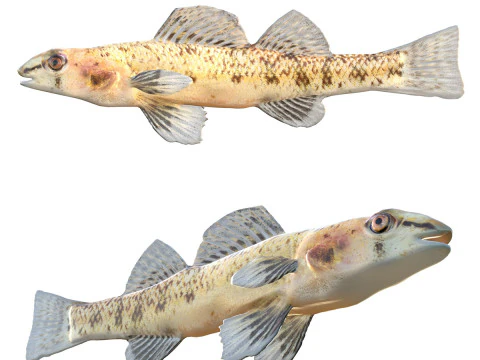 Pesce Choctawhatchee Darter Modello 3D