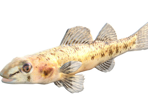 Рыба чоктаватчи дартер 3D Модель