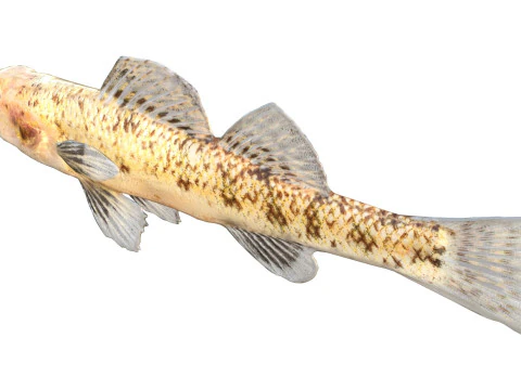 Choctawhatchee Darter fish 3D Model