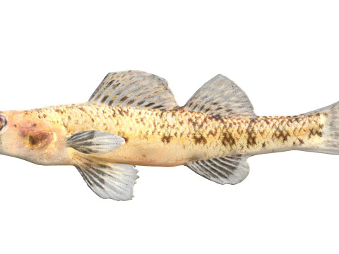 Choctawhatchee Darter fish 3D Model