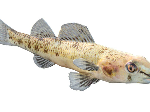 Choctawhatchee Darter fish 3D Model