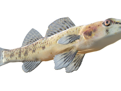 Рыба чоктаватчи дартер 3D Модель