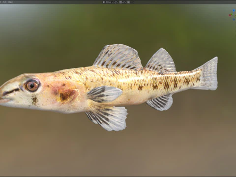 Choctawhatchee Darter fish 3D Model
