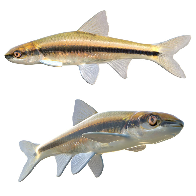 Прозрачный голавль 3D Модель .c4d .max .obj .3ds .fbx .stl .blend 