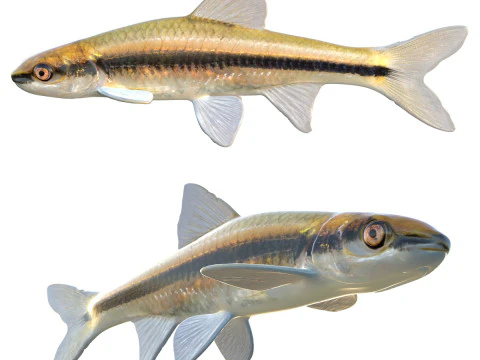 Pesce cavedano chiaro Modello 3D