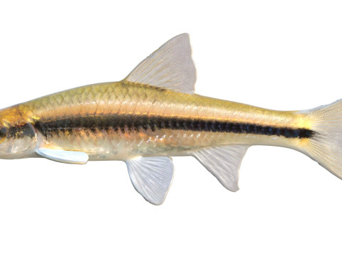 Прозрачный голавль 3D Модель