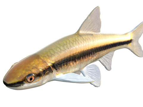 Прозрачный голавль 3D Модель