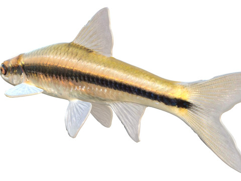 Прозрачный голавль 3D Модель