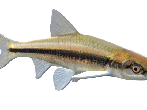 Прозрачный голавль 3D Модель