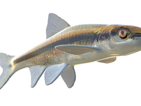 Прозрачный голавль 3D Модель