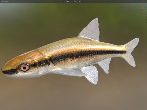 Прозрачный голавль 3D Модель