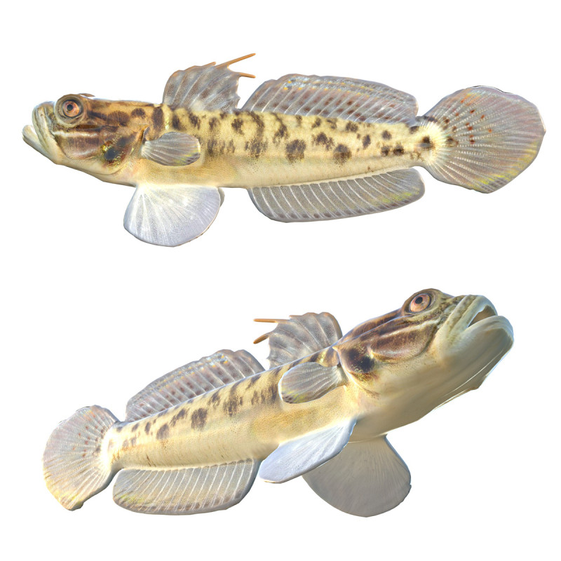 Рыба бычок-клоун 3D Модель .c4d .max .obj .3ds .fbx .stl .blend 