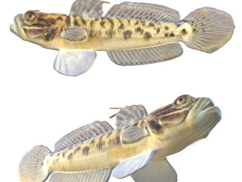 Рыба бычок-клоун 3D Модель